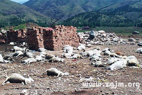 梦见死羊死狗死猪刨皮：梦见与死狗死猪睡觉