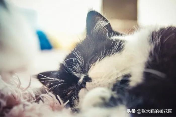 梦见猫狗是什么预兆：梦到猫和狗有何预兆