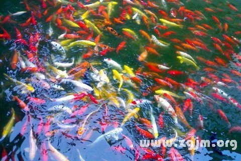 梦见好多鱼在水里游：梦见好多的鱼在水里游