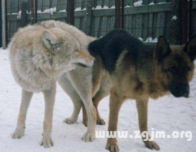 梦见狼狗是什么意思：梦见家里的院子里来了一条狼狗是什么意思