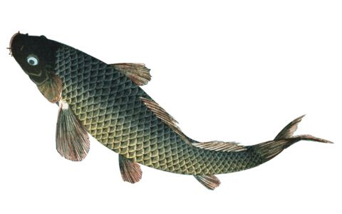 孕妇梦见抓鱼是什么意思：孕晚期梦到鱼什么预兆