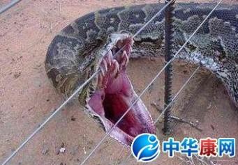 梦见被蟒蛇追着跑：梦见自己被一条大蛇追着跑