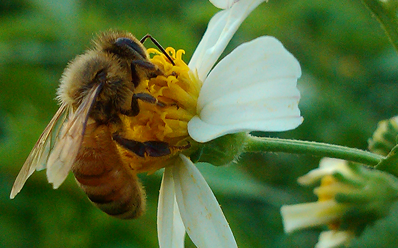 梦到蜜蜂追自己是什么意思：梦到一大群蜜蜂追着蛰我及我的家人 一直追到我家里 是什么寓意