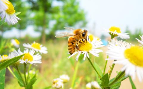 梦到蜜蜂追自己是什么意思：
