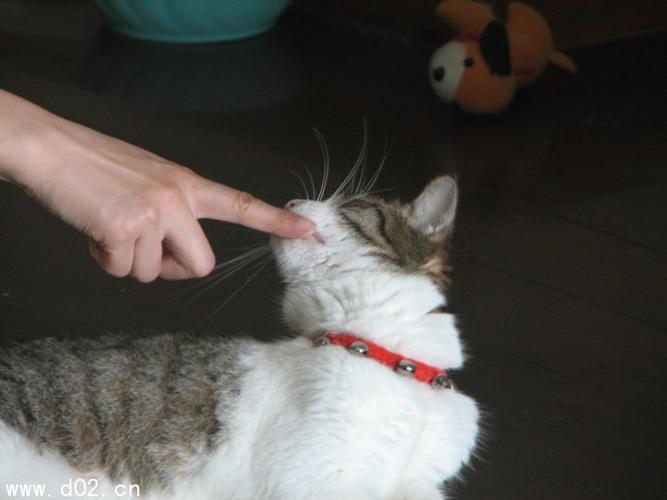 梦见白猫很凶扑向自己：梦见一只猫很凶的向我跑来但是我用门夹死了