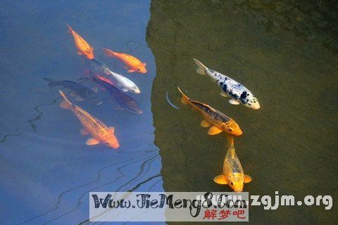 最全的解梦大全梦见鱼：梦见鱼周公解梦是什么意思