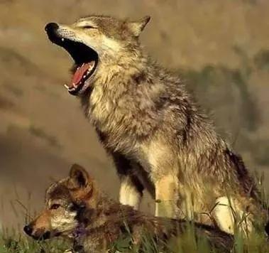 梦见狼和狗打架：梦见狼和狗