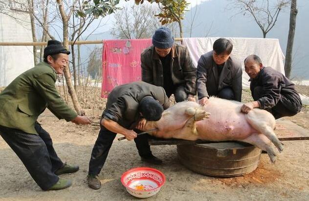 梦见杀猪场面预示什么：梦见杀猪是什么意思有什么预兆