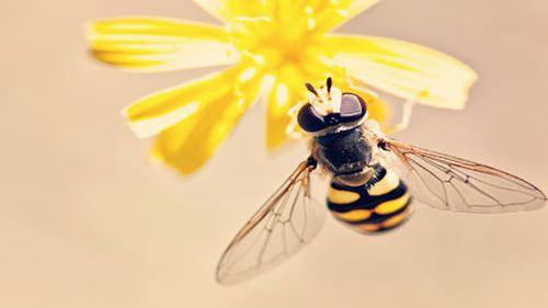 梦到蜜蜂蛰自己是什么意思：