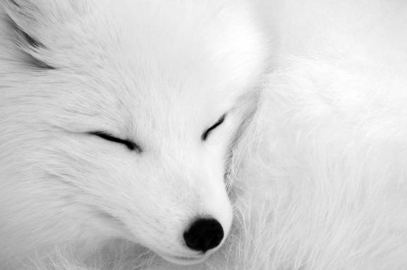 梦见白狐是什么预兆：已婚女人梦见白狐是什么意思
