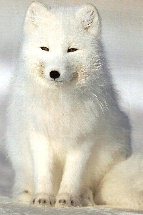 梦见白狐是什么预兆：女人梦见白色狐狸什么意思