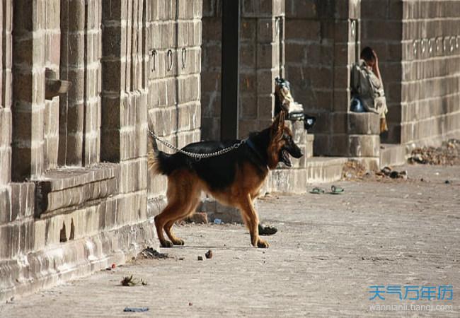 梦见打死狗是什么意思：梦见打死狗