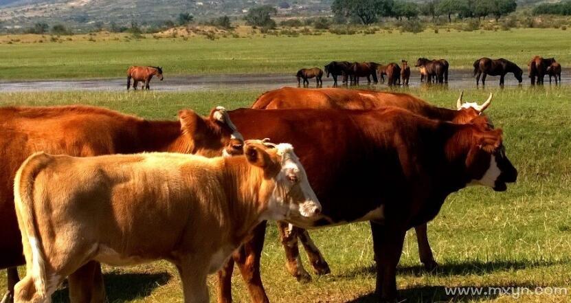 做梦梦见牛是什么意思：周公解梦梦见牛是什么意思