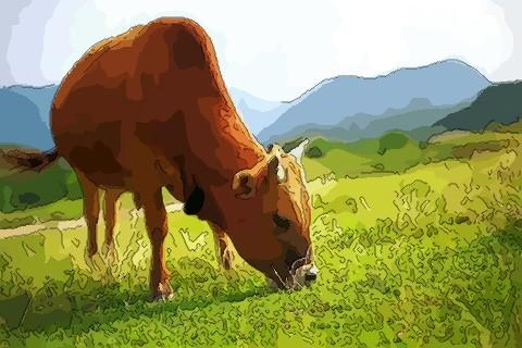 做梦梦见牛是什么意思：做梦梦到牛 是怎么回事