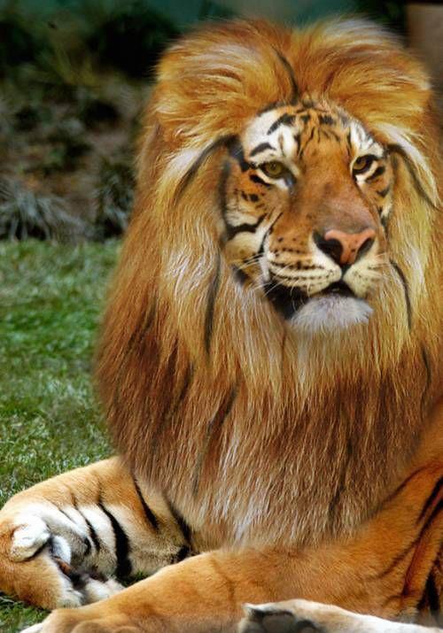 梦见老虎狮子是什么预兆：最近总是梦到老虎狮子