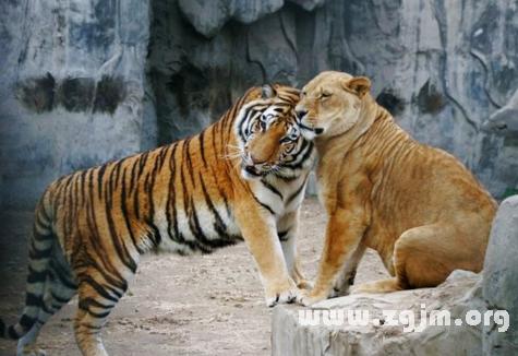 梦见老虎狮子是什么预兆：梦到老虎和狮子什么意思