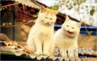 周公解梦 猫：周公解梦梦见猫什么寓意