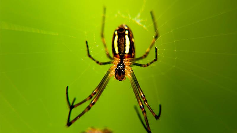 梦见蜘蛛网缠头和脸：梦见蜘蛛网是什么意思