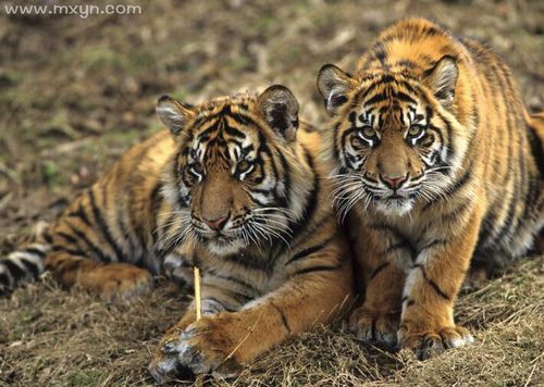 孕妇梦见小老虎：怀孕梦到小老虎然后老虎被掐死
