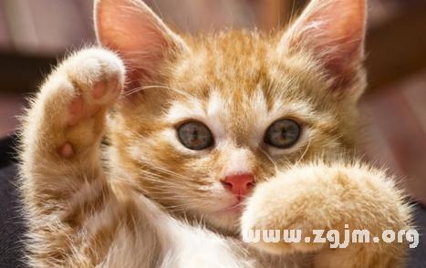 晚上梦见猫是什么意思：梦见猫有什么含义