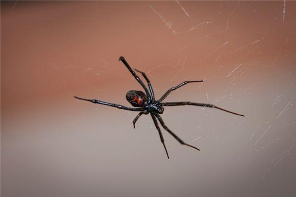 梦见超大的一个黑蜘蛛：梦见很大的黑蜘蛛
