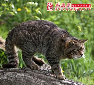 梦见大黄猫疯了：梦见一只大黄猫在我身边跑来跑去