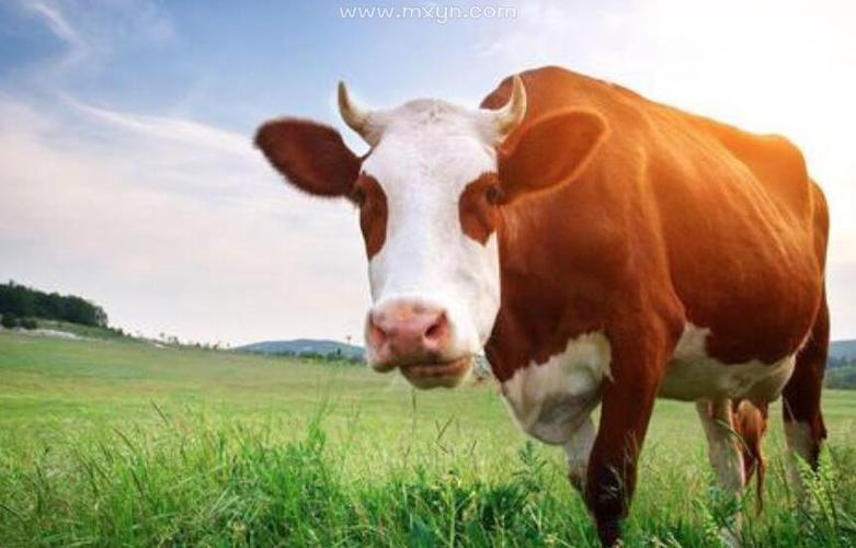 梦见牛是什么意思有什么预兆：男人梦见牛是什么预兆