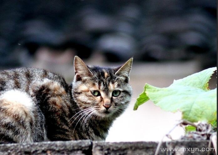 梦见被猫追是什么预兆：女人梦见被猫追着咬意味着什么