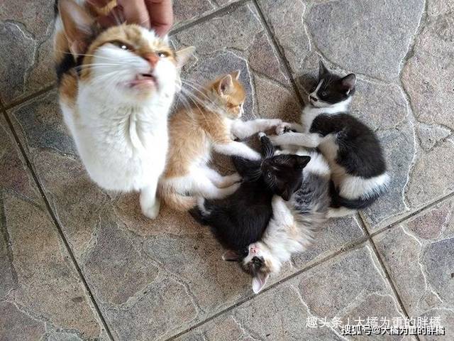 梦见猫生了4只小猫：梦见看见姐家的猫生了四只小猫