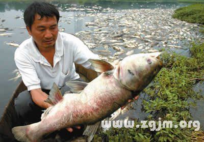 梦见一堆死鱼死虾：梦见水浑浊