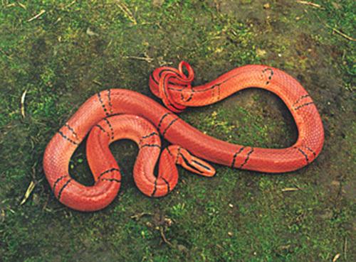 男人梦见红色的蛇是什么预兆：做梦总是能梦见红色的蛇说明什么
