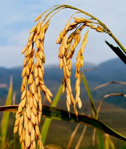 梦见稻谷丰收是什么意思：梦见成熟丰收的稻谷被大水淹