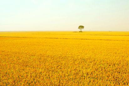梦见稻谷丰收是什么意思：梦见一大片稻谷成熟代表什么