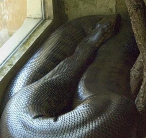 梦见两条大蟒蛇好不好：梦到自己养了两条大蟒蛇