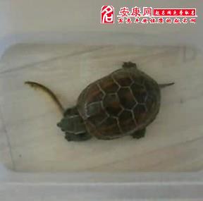 梦见乌龟吃乌龟：梦见乌龟吃乌龟