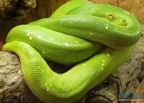 孕妇梦到绿蛇是儿是女：胎梦梦到蛇生男孩准