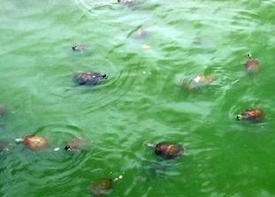 梦见很多乌龟在水里游：梦到好多大乌龟走进水里