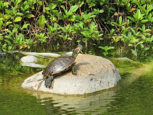 梦见很多乌龟在水里游：梦见大批乌龟在水里游自己抓不完还有河蚌和鱼