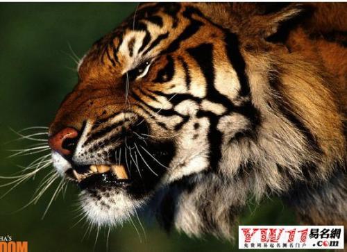 女人梦见老虎会生病是真的吗：虎年梦见老虎意味着什么