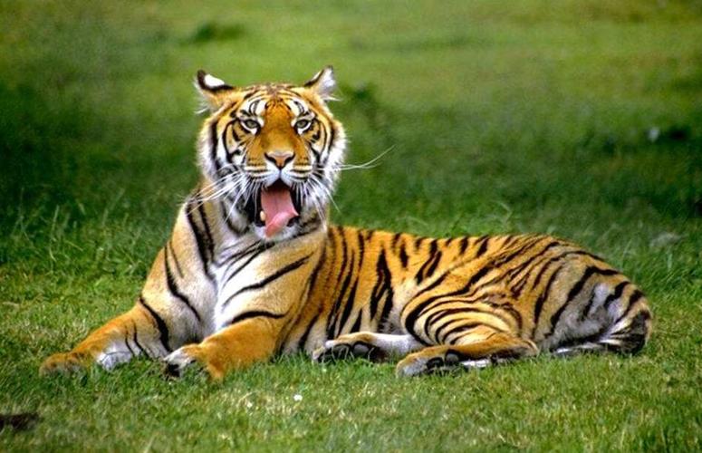 女人梦见老虎会生病是真的吗：睡觉梦见老虎
