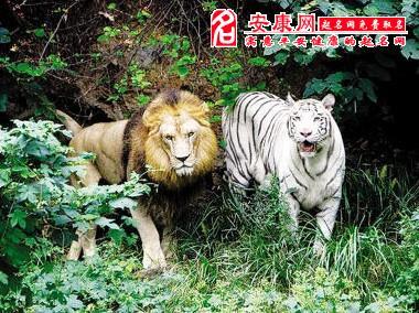 梦见狮子老虎同时出现在家里,梦见老虎狮子一起出现是什么意思