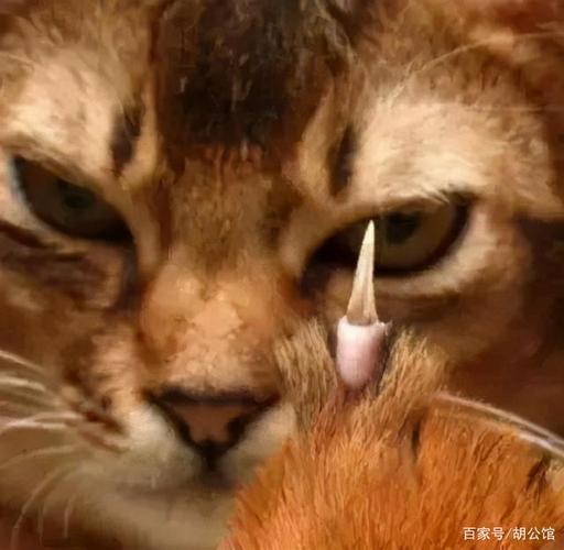 梦见自己被猫咬了手指是什么兆头