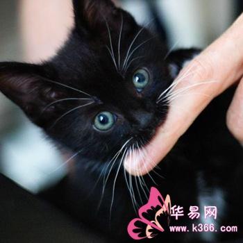 梦见猫咬我的手不放是什么意思