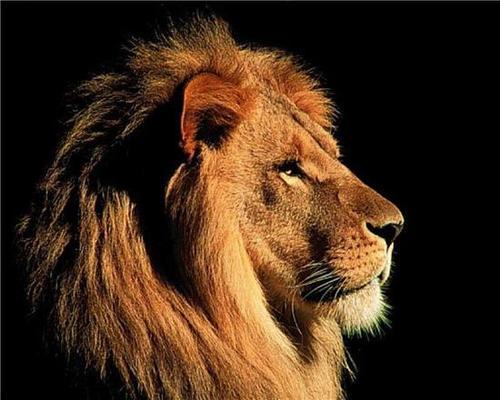 梦到狮子代表什么意思