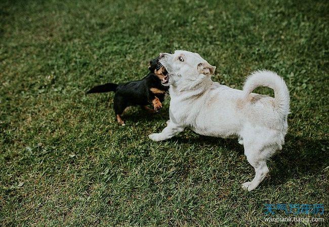 孕妇梦到狗追我却没咬到我