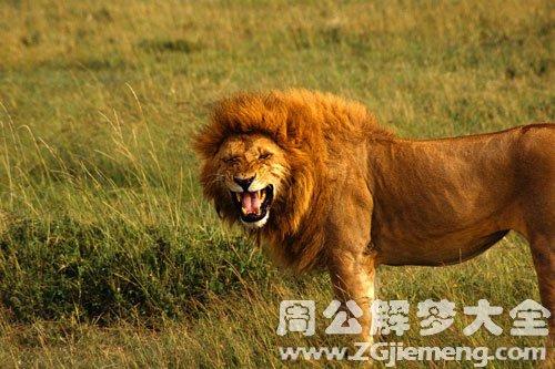 做梦梦见大象和狮子是什么意思