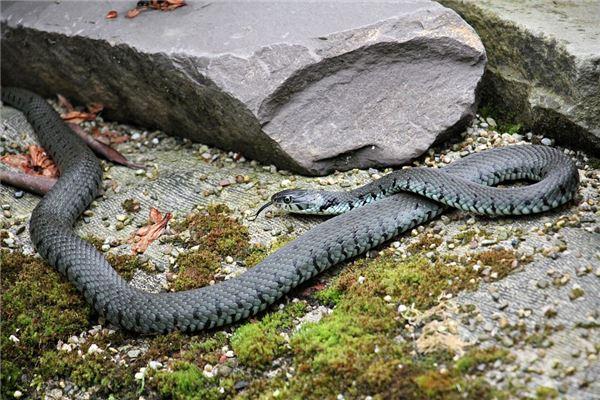 梦见打死蛇见血是什么意思