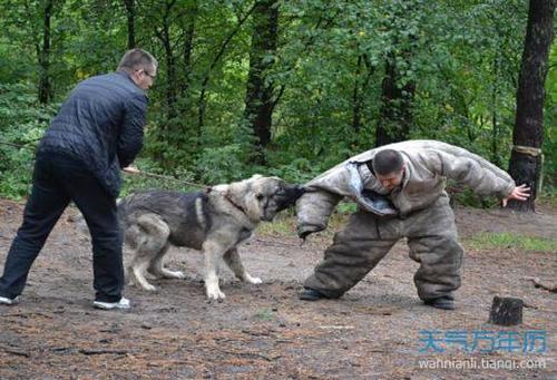 梦到狗追咬是什么意思