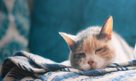 梦见小猫是什么预兆周公解梦
