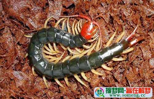 梦见蜈蚣爬身上是什么意思周公解梦